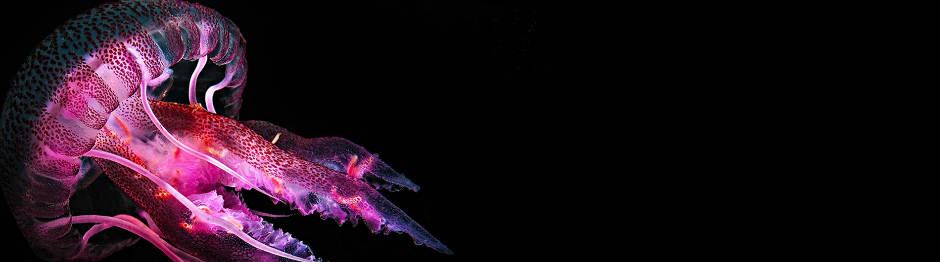 Website banner, jelly fish on black background